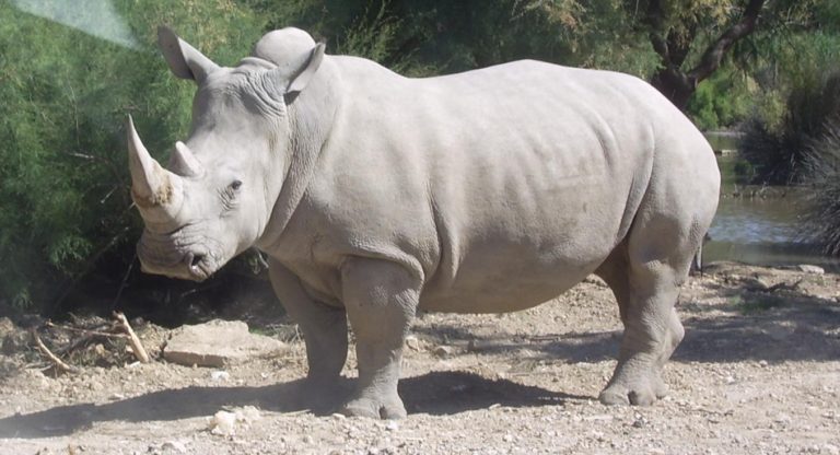 rhinoceros plural